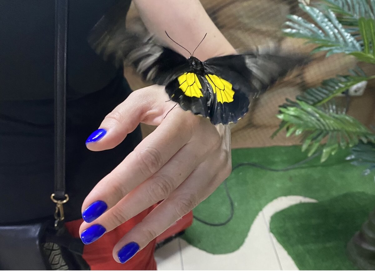 Сад бабочек. Город Сочи. Именно в этой поездке родилась мысль о создании канала о кино) И фото пригодились;)