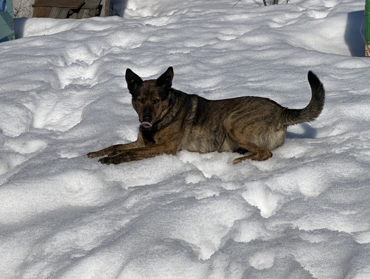 Спряталась от меня на сугробе, я туда быстро не пройду, да и знает, что маловероятно, что полезу за ней по снегу - хитрюга