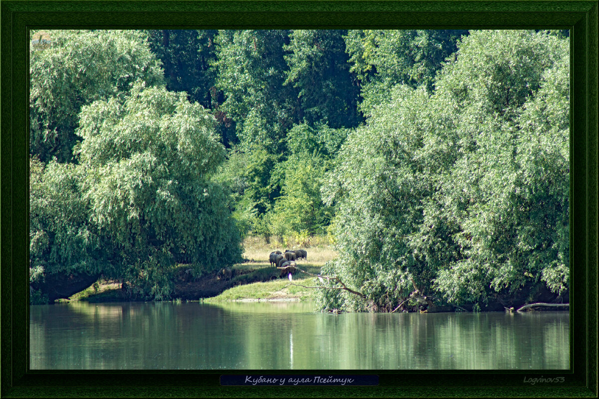 Овцы у Кубани под наблюдением птиц 