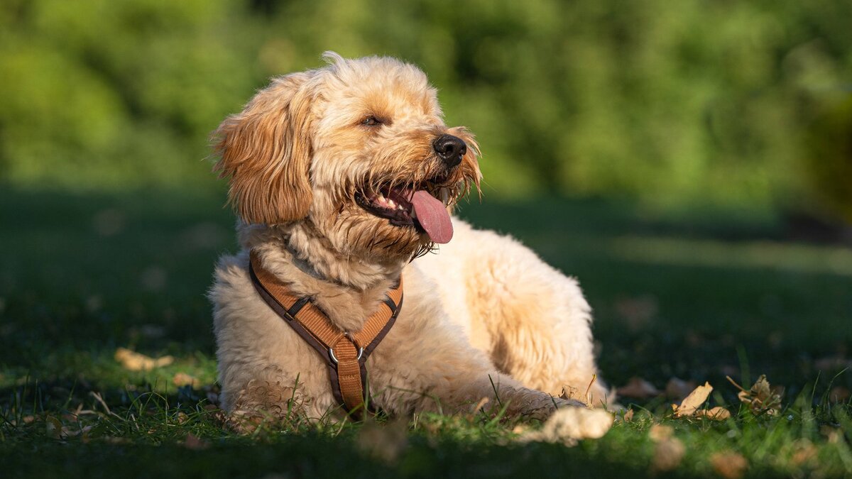    Голдендудль