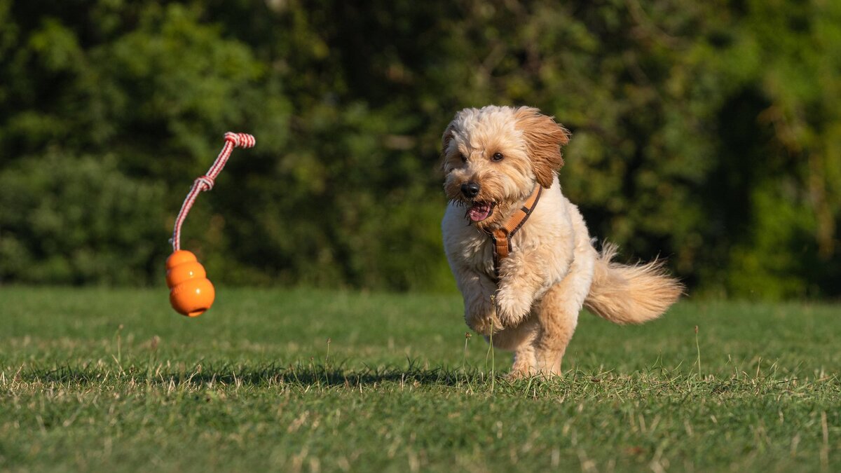    Голдендудль