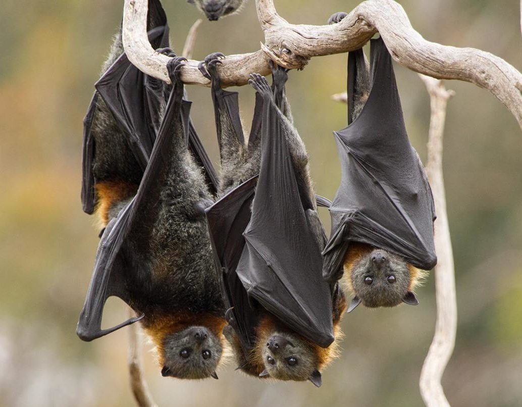 Яндекс картинки 