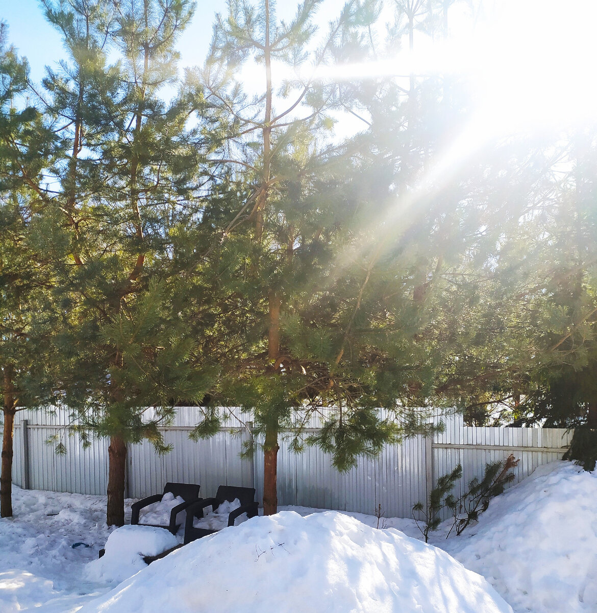 жил был пес ты заходи если что. волк. расчищенная дорожка. последний вечер зимы. жил был снег.