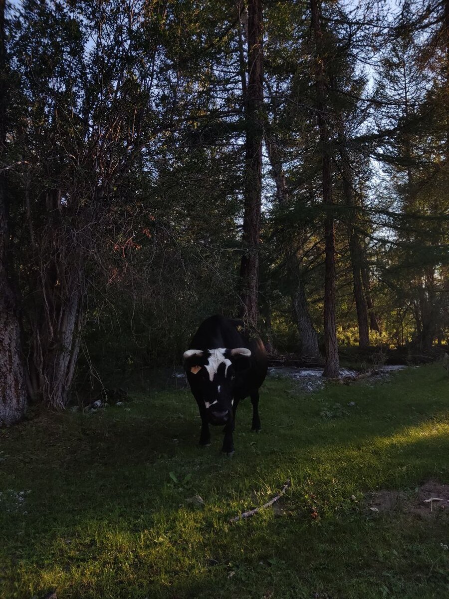 Корова на стоянке. 