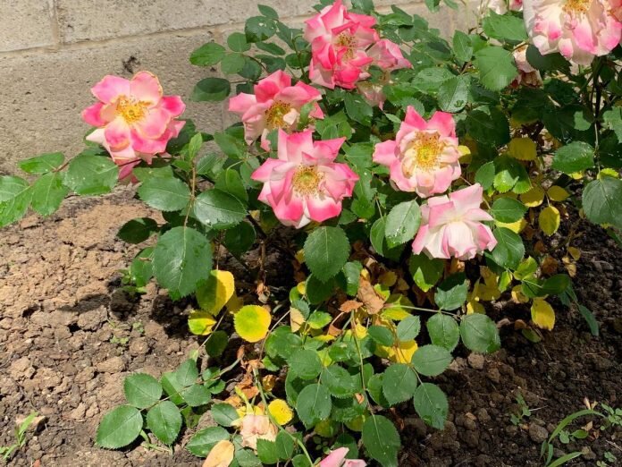 Розу просто перелили