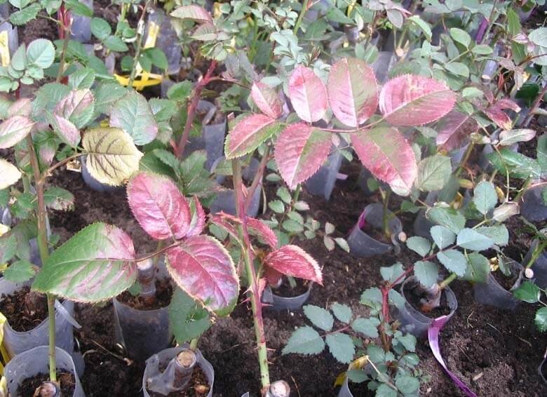 Ожог на листьях