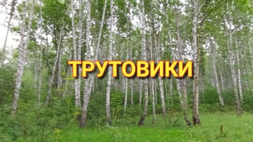 Трутовики