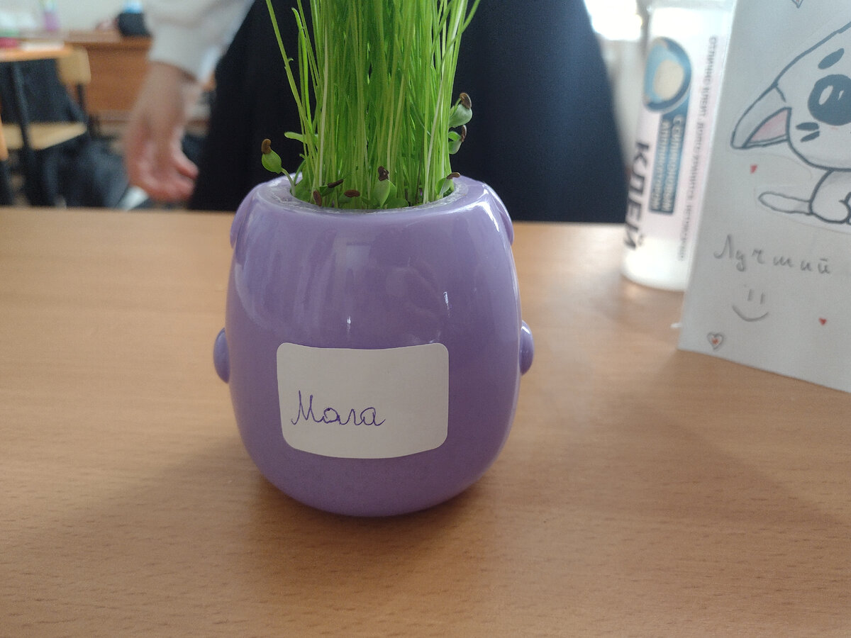 У нас ещё и вот такое есть (это мне подарили). Растёт как на дрожжах. Дети хотят съесть))