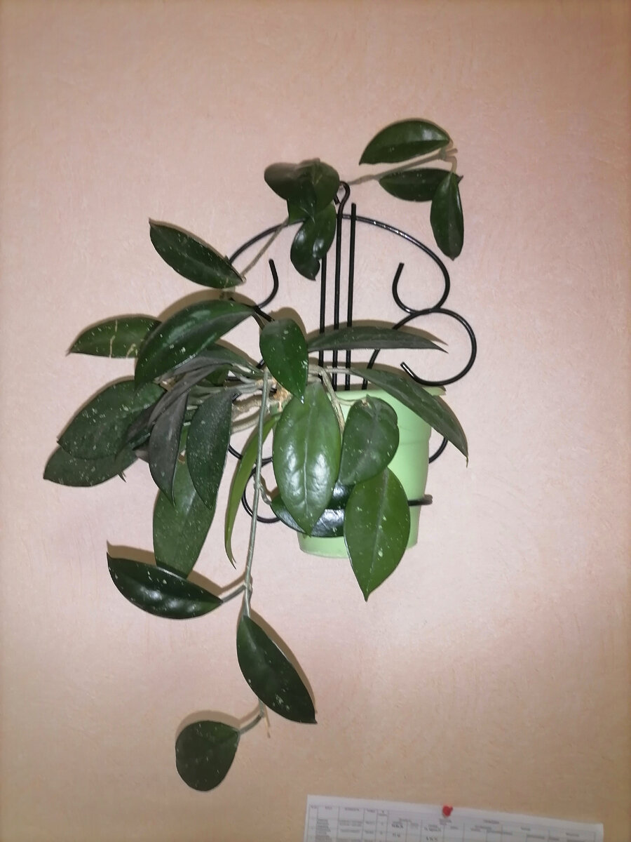 Моя хойя на работе.