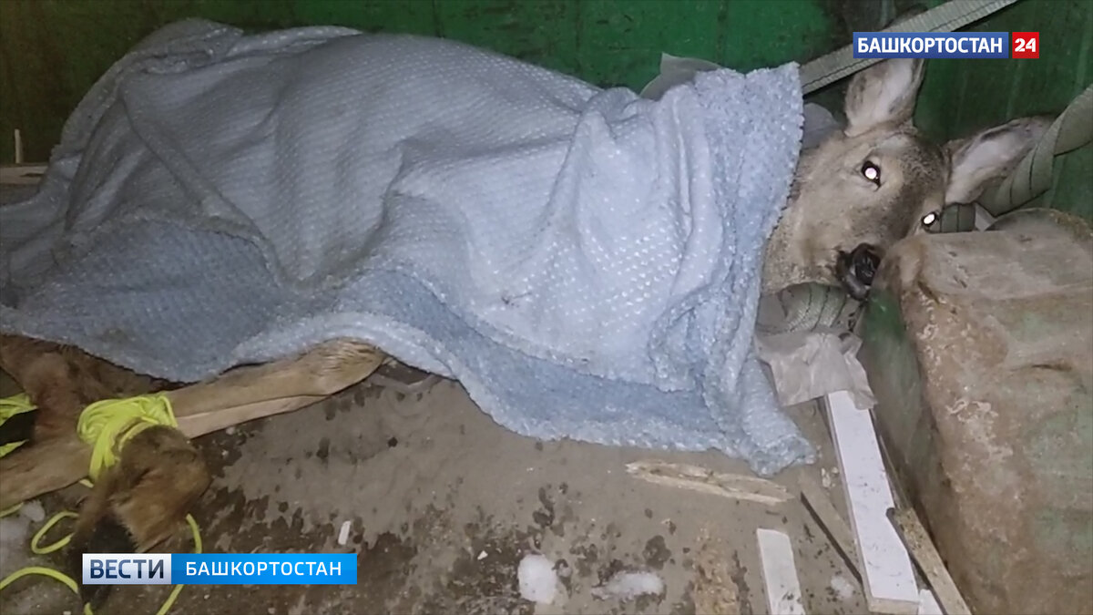    Косуля погибла после нападения собак под Уфой