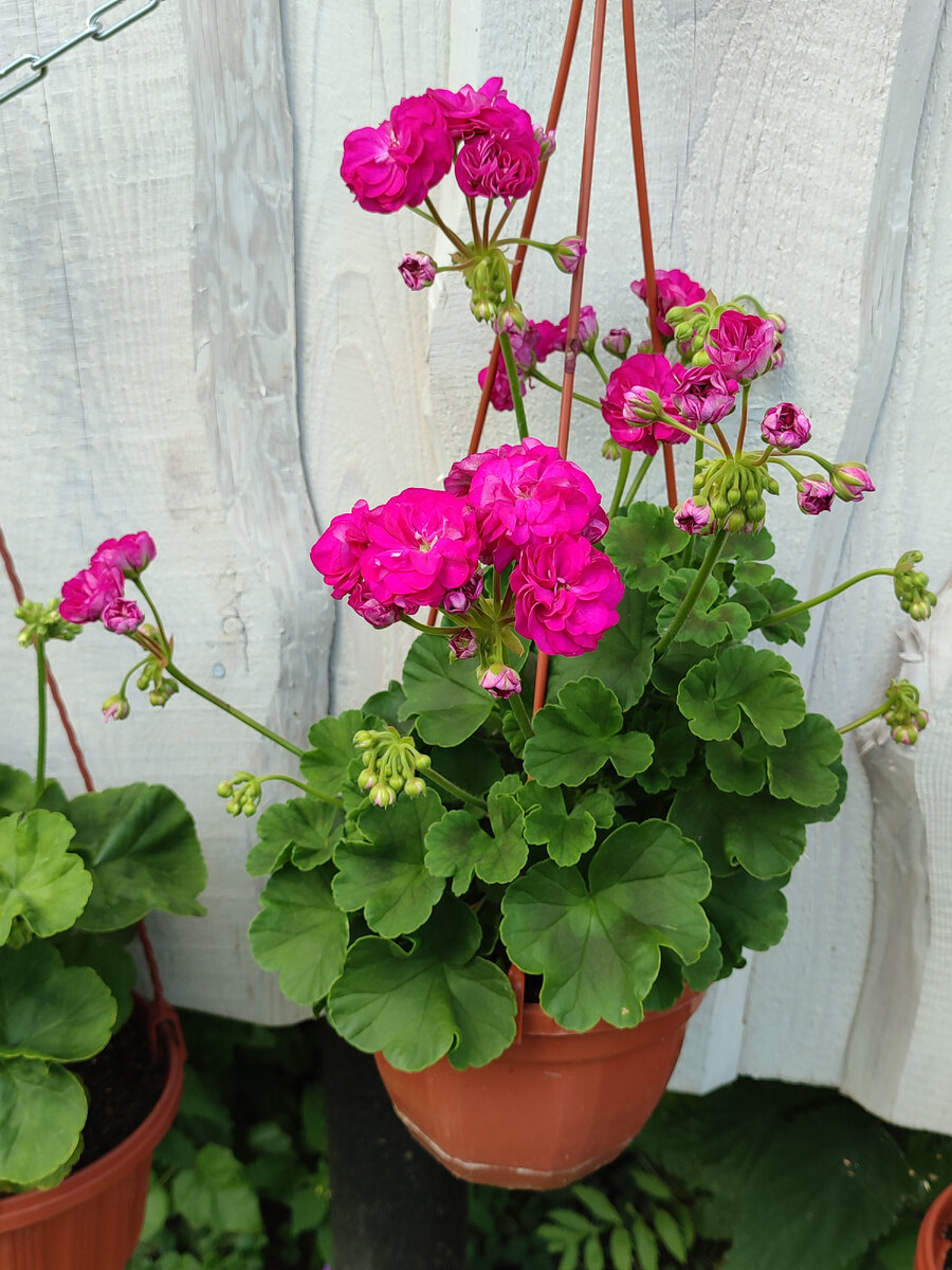 герань в народной медицине. как сделать герань. пеларгония brollopspelargon. пеларгония dibbinsdale. пеларгония королевская прищипывание.