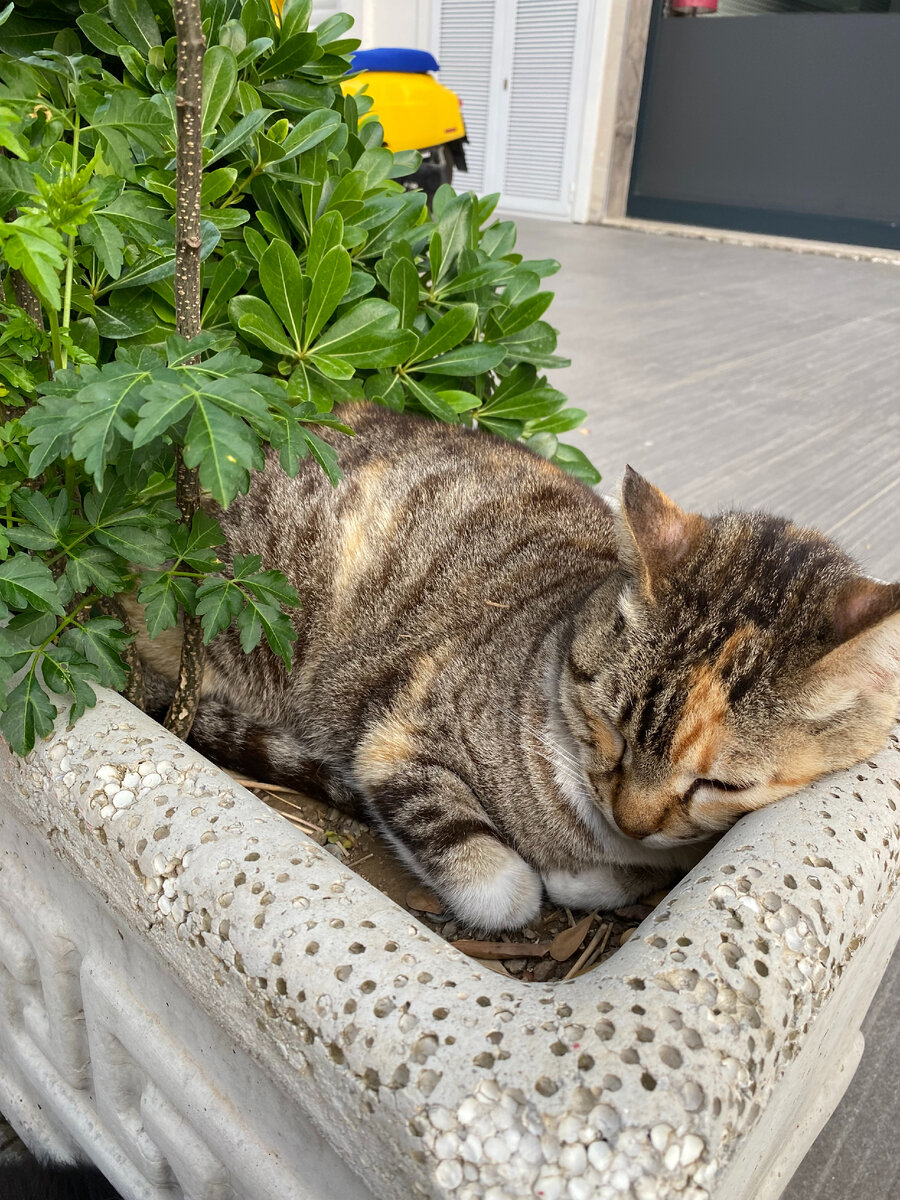 Что это за чудо отдыхает?