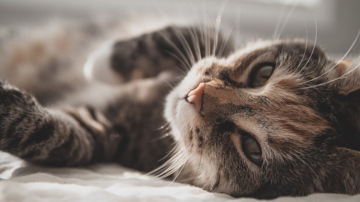    Кошка лежит