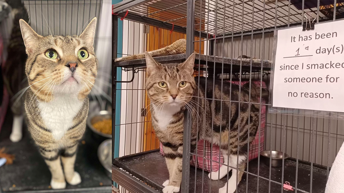    Рядом с Максом висит табличка, на которой волонтеры отмечают, сколько дней подряд кот никого не ударил лапой