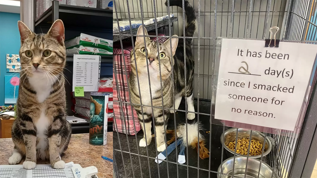    Несмотря на особенность поведения Макса, он довольно воспитанный кот