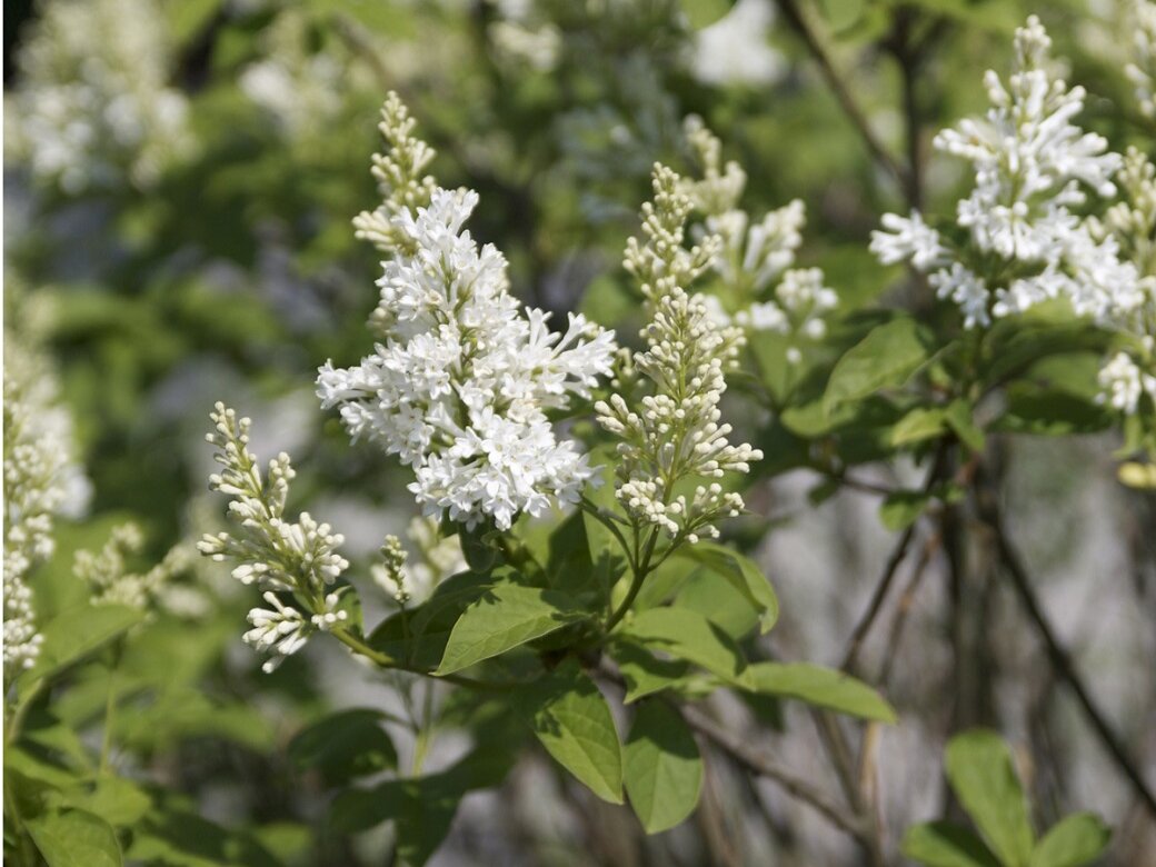 Сирень венгерская с белыми цветками. Фото: shop.cramersblommor.com