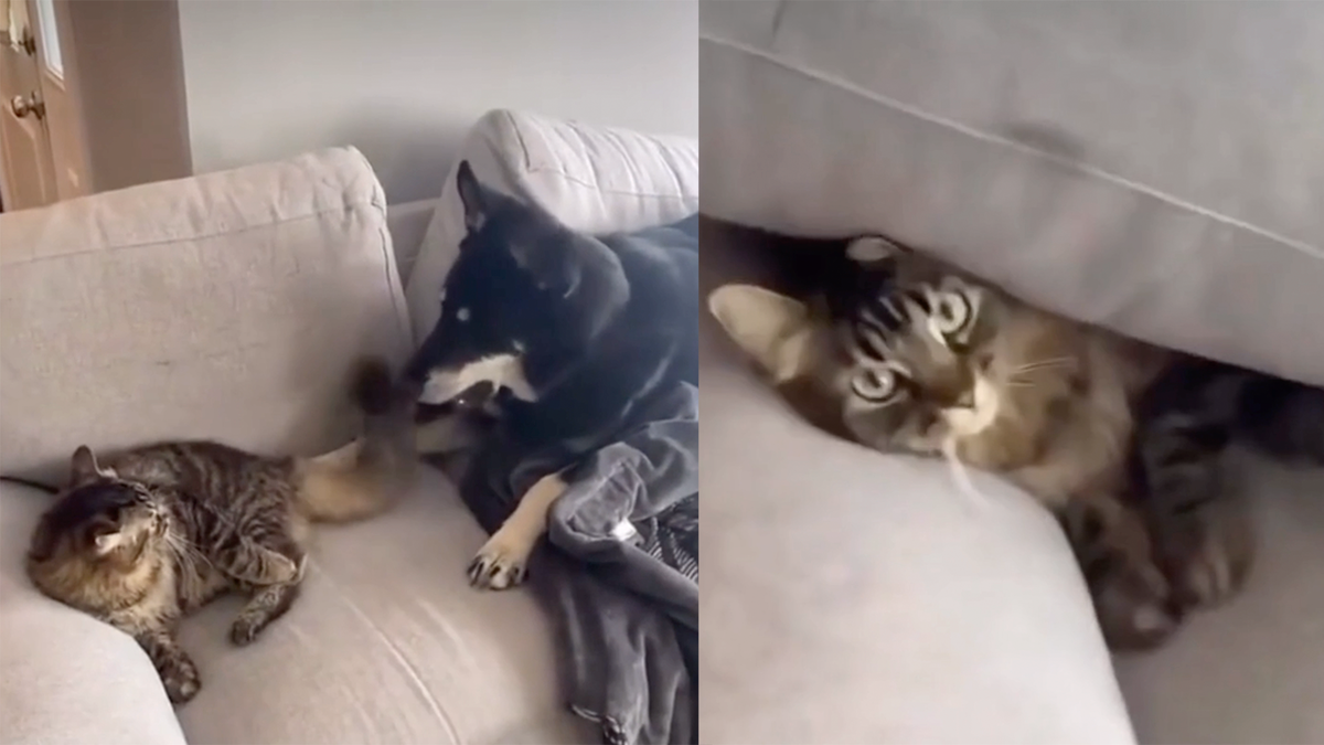    Существует ли дружба между кошкой и собакой?