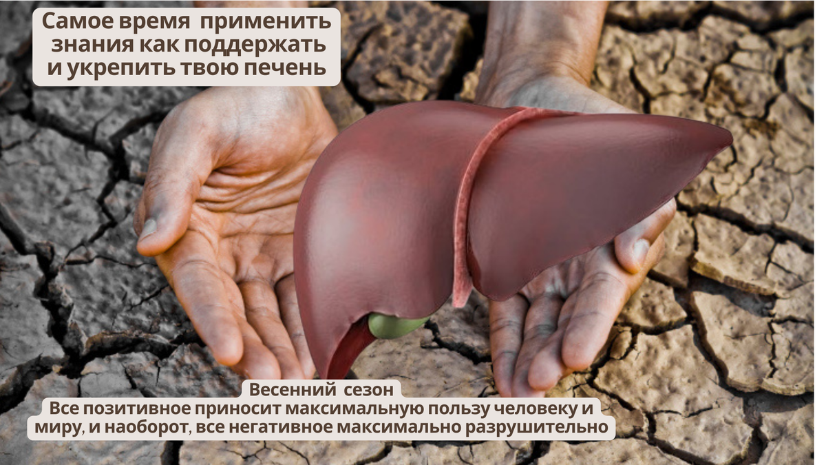 Печень орган — альтруист, он ценой своего "здоровья" спасает другие органы в случае необходимости 