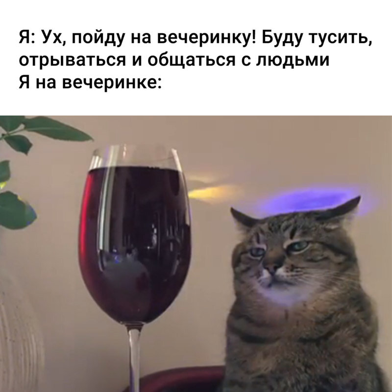Кот с вином мем