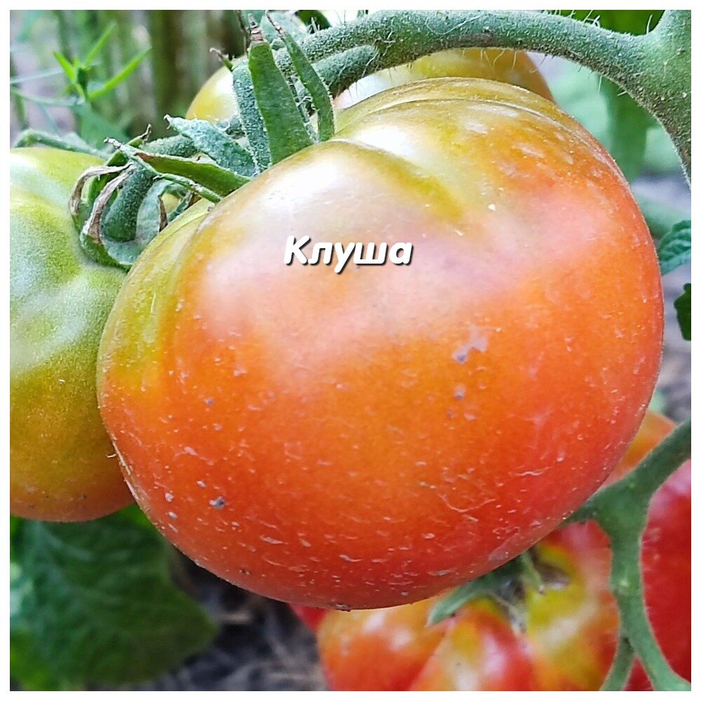 Вкусная Клуша