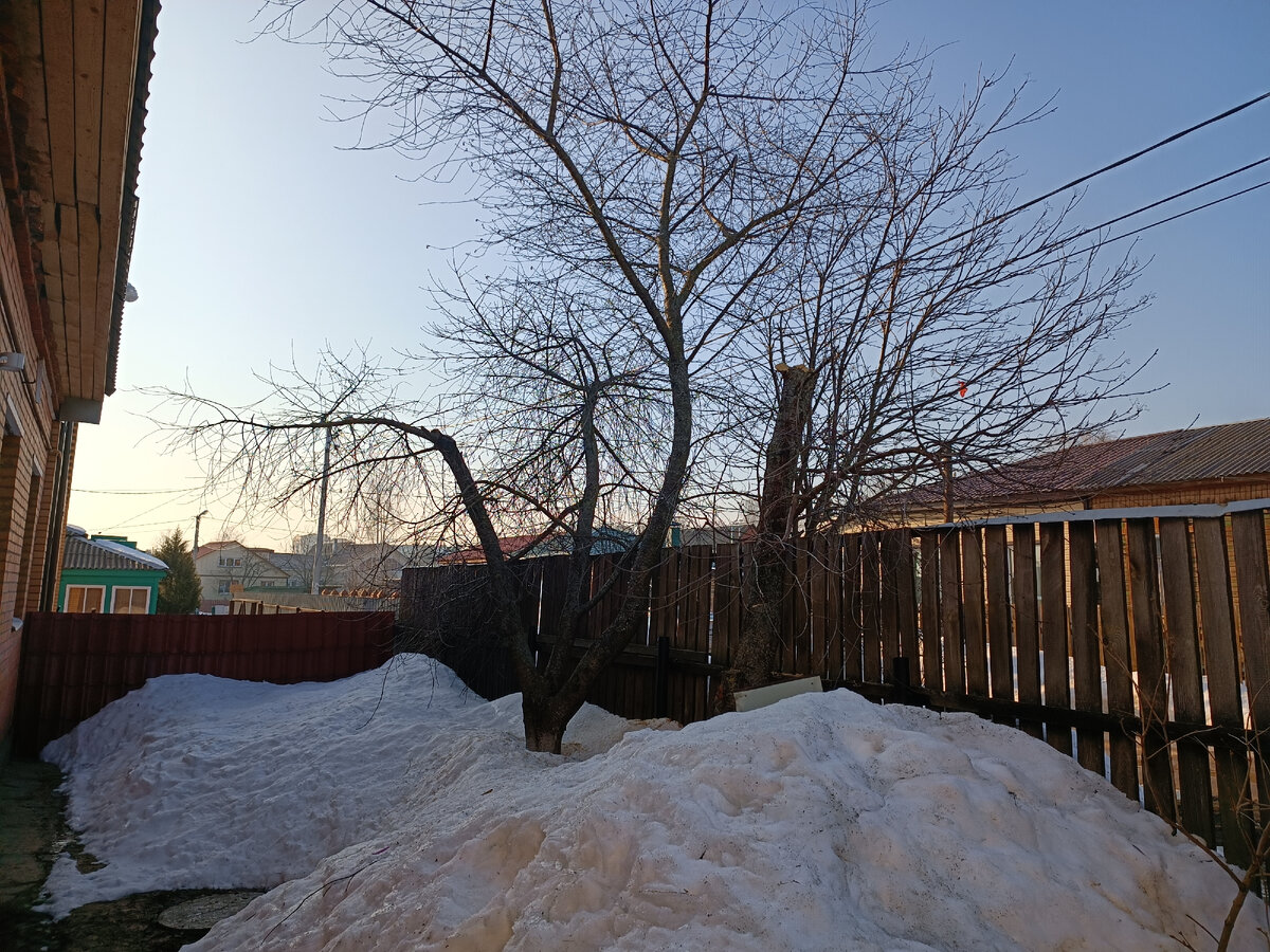 Макушку одной гигантской вишни обрезали, вторую будем обрезать, видимо, осенью 