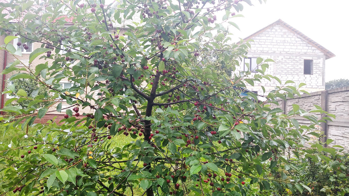 Вишня Шоколадница. Фото автора.