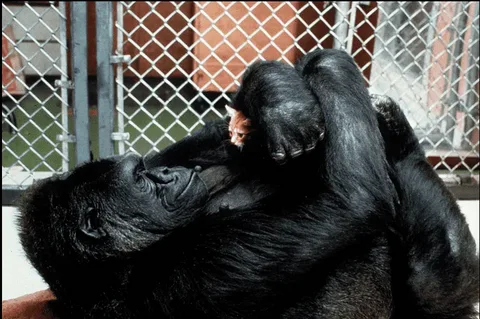 Коко с котенком)