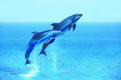 Дельфины