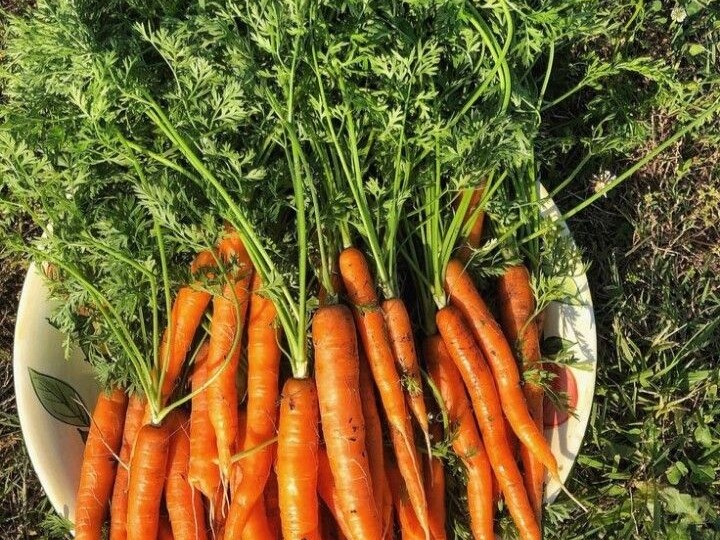 6 сортов крупной и сочной моркови, которые выбирают дачники