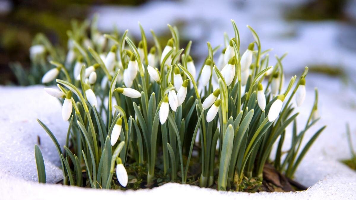    Выходили в лес за подснежниками. Фото: 7fon.org