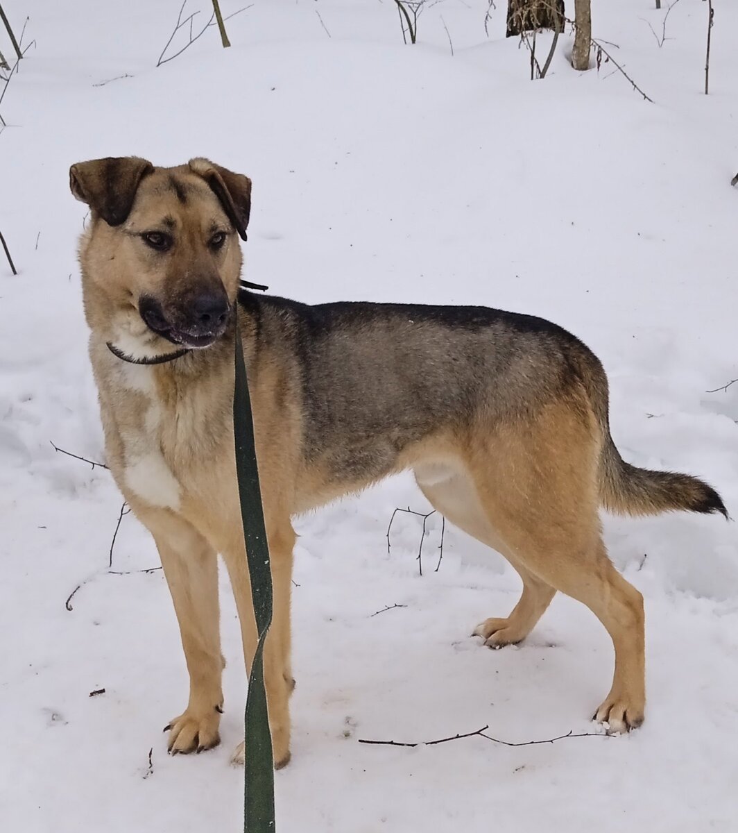 Вот такой статный красавец 