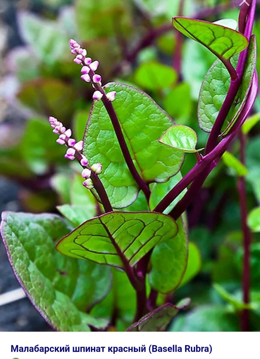 Да у вас все залито и мхом поросло! - говорили они. Что стало с моими ...