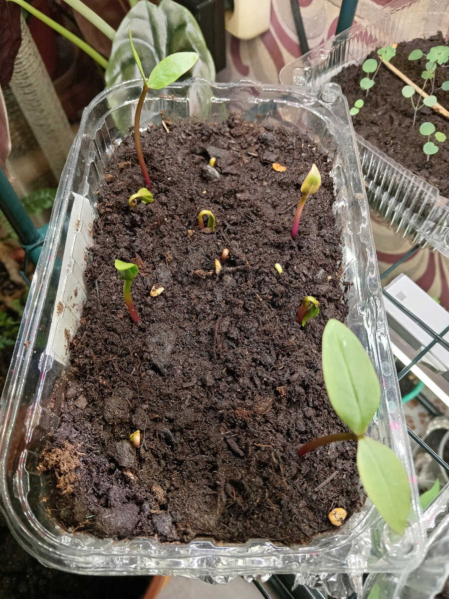 Да у вас все залито и мхом поросло! - говорили они. Что стало с моими ...