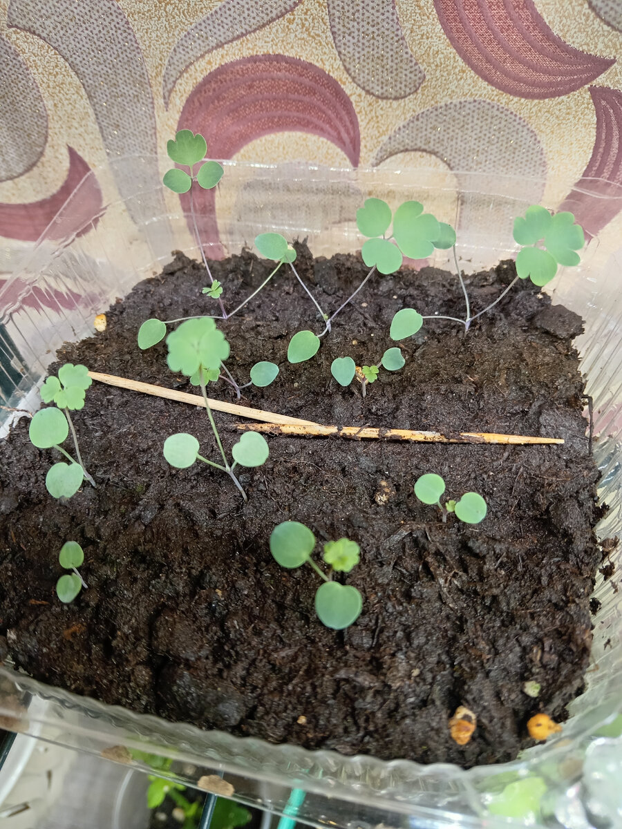 Да у вас все залито и мхом поросло! - говорили они. Что стало с моими ...