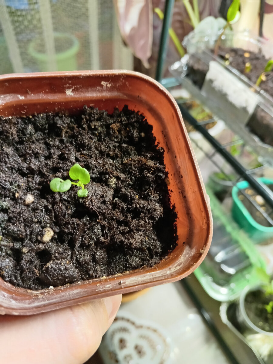 Да у вас все залито и мхом поросло! - говорили они. Что стало с моими ...