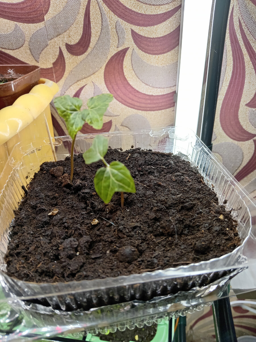 Да у вас все залито и мхом поросло! - говорили они. Что стало с моими ...