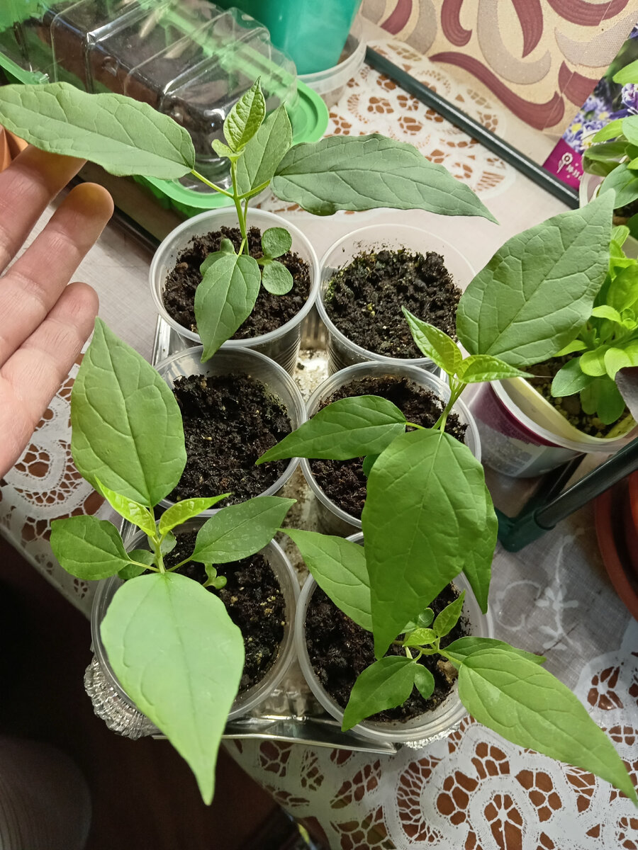 Да у вас все залито и мхом поросло! - говорили они. Что стало с моими ...