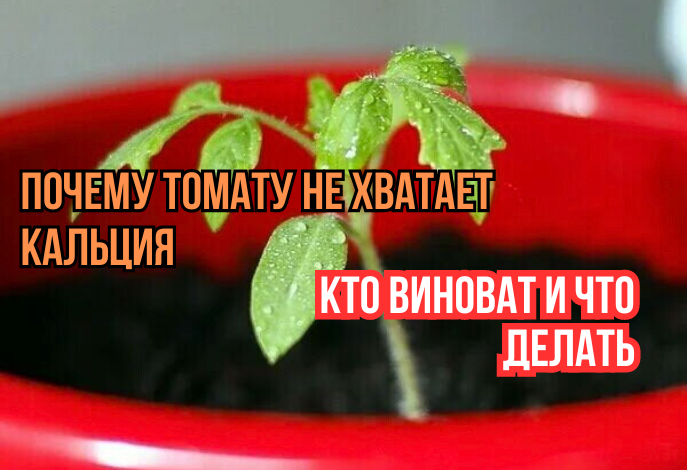 Вот почему рассаде томатов не хватает кальция: 3 неявные причины от почвоведов и агрономов. И что делать - и когда кальций очень не нужен