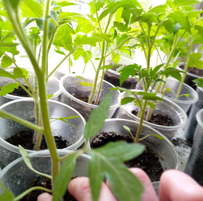 Лекарственные растения цели и задачи. Почему назвали улицу. Душица. Тетрадь от греческого слова. 1 1 почему такое название.