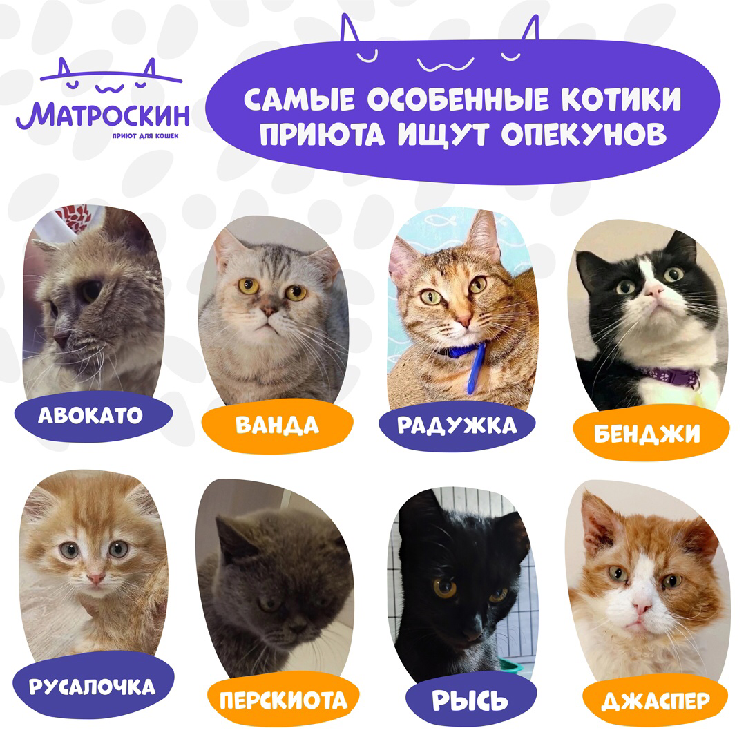 Котики, которые раньше искали опекунов