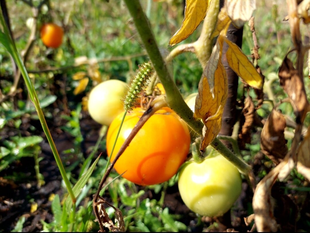 Прошлогодний урожай