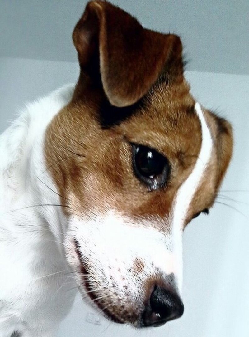 🐶 Друзья , я знаю что у Вас самые лучшие хвостики и сегодня очень хочется потолковать на тему того, что делать если собака убежала или же наоборот вы нашли собаку ? 
Прежде всего я хотел бы рассказать , что ощущал на себе обе стороны, так как не раз находил собачек — иии да, мне всегда удавалось найти их хозяев.

Был случай когда однажды убегала и моя собака, поэтому я непонаслышке знаю какие чувства ты испытываешь в этот момент - кратко скажу они далеко не самые приятные.

Если вы нашли собаку первым делом посмотрите на ней адресничек или клеймо. В случае с адресничком все просто , поэтому обязательно заведите его своему хвостику. На сегодня существуют варианты с QR кодом наведя камеру на который отображается вся информация по питомцу и его владельцу. Если его нет то перейдем к следующему способу —клеймо, для того что бы найти собаку по клейму существуют несколько поисковых баз в интернете в которых отображаются телефоны питомника что позволяет упростить поиск любимого питомца.

Приходят на помощь разные домовые или районные чаты а так же различные группы в соц сетях где вы можете разместить объявления вот те что рекомендую https://t.me/ChesterAlert или чат https://t.me/helpdogras

Дополнением ко всему этому старый и проверенный способ расклейки объявлений будет эффективен там где убежал ваш хвост.

Теперь когда вы знаете что делать! Будем рады если поделитесь этим с друзьями. Главное всегда берегите своих хвостиков