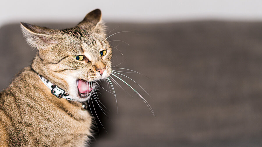 Фото из Интернета.