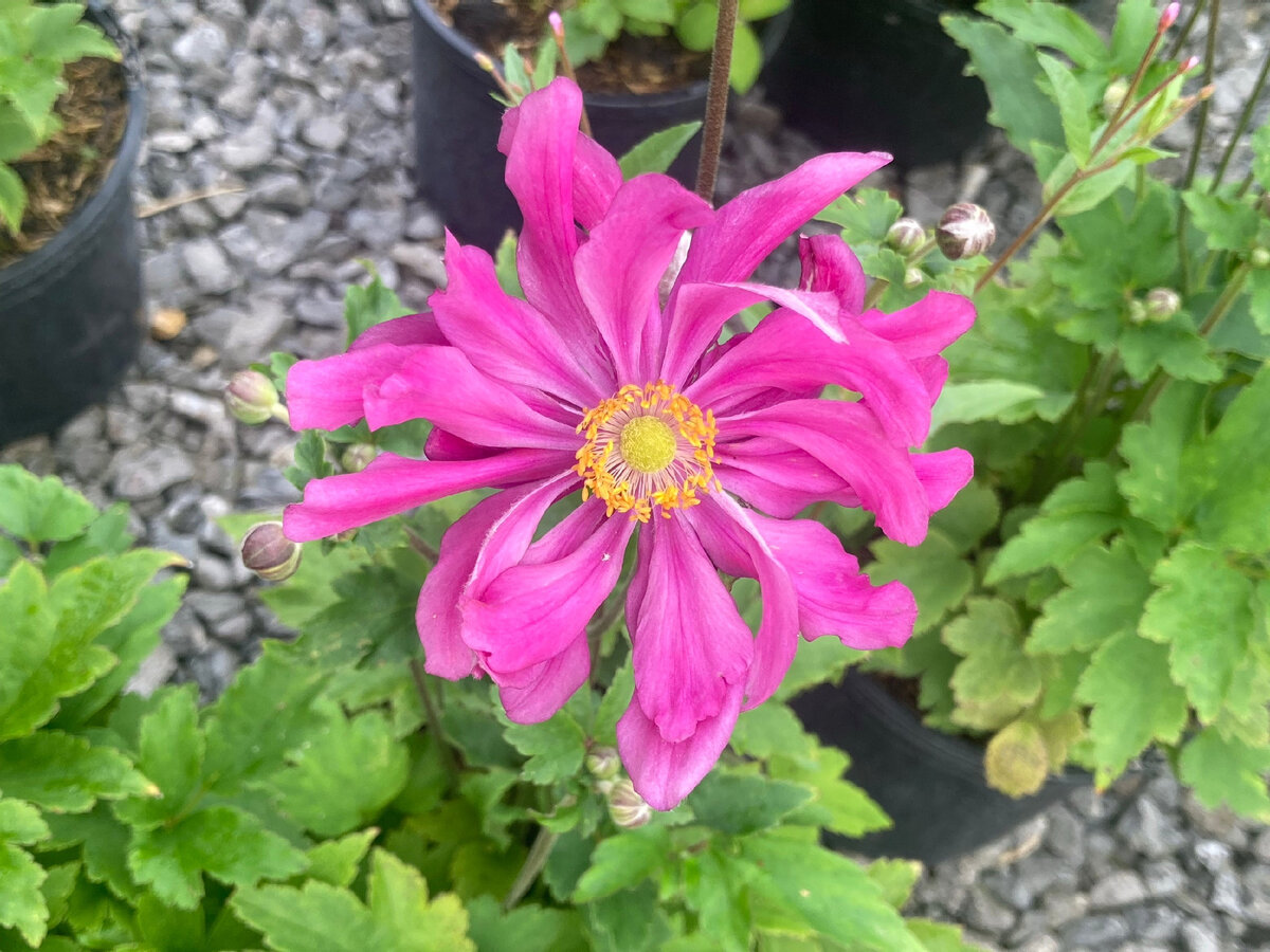 анемоны клубневые. анемона луковицы. как сажать анемоны. как сажать анемоны. анемоны размножение.