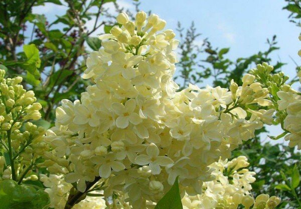 Сорт Примроуз