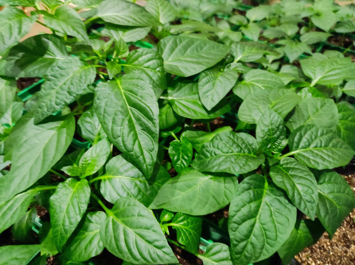 Фото автора, рассада сладкого перца, конец апреля 2023 года