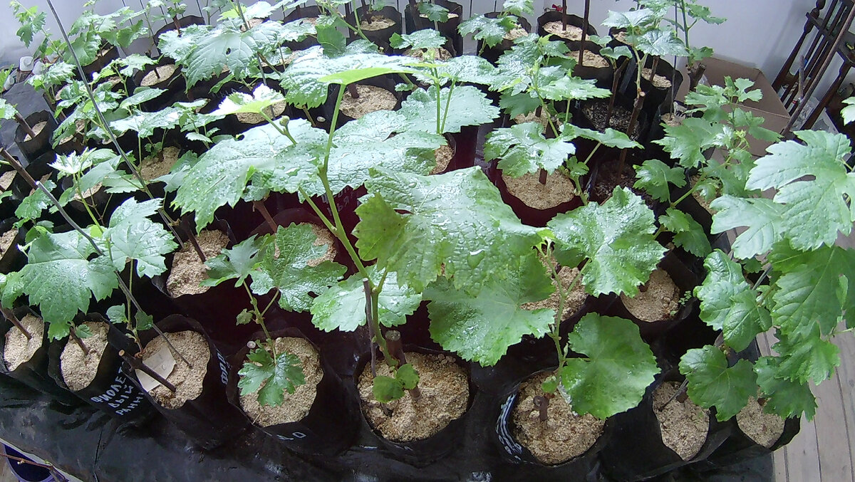 Саженцы одного из прошлых сезонов (сверху сухие опилки - проводил один из экспериментов)