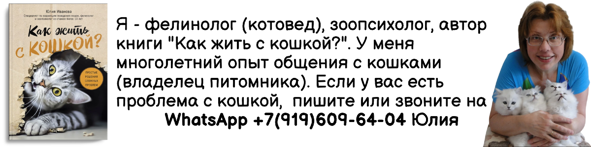 8 причин, по которым кошка писает не в лоток: разбираемся со специалистами - Питомцы Mail