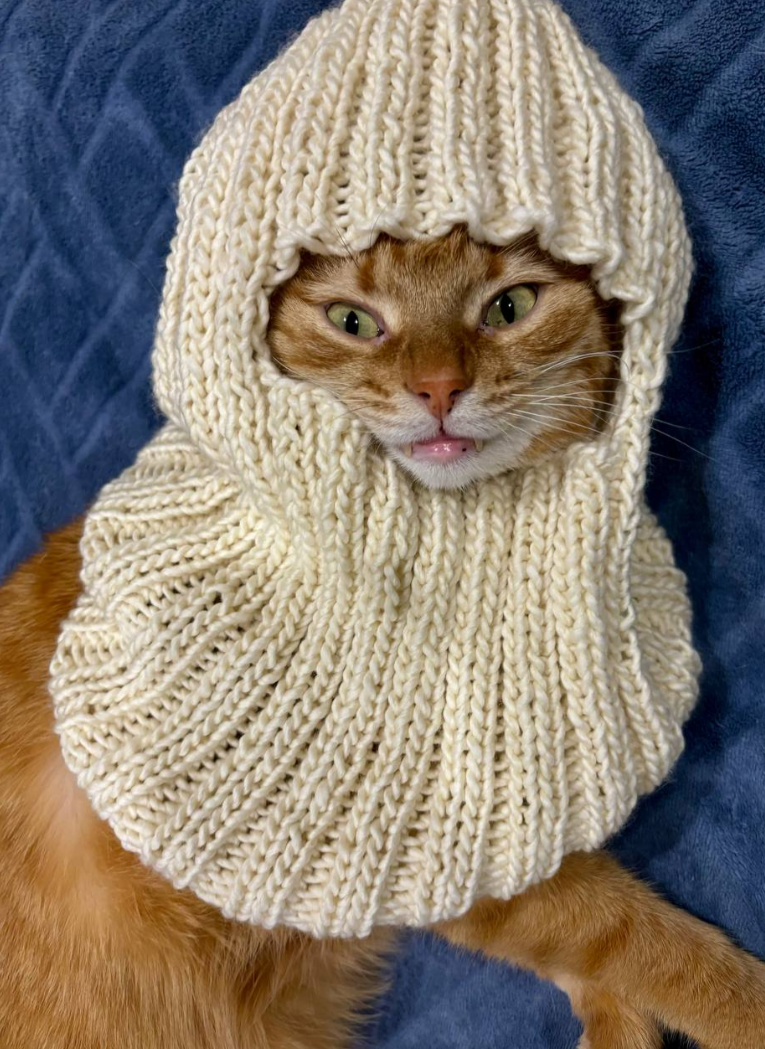 вязаная балаклава спицами, а в ней кот (довольный)