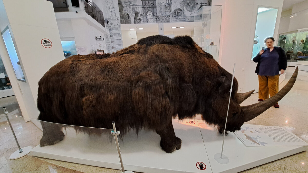 Рядом с шерстистым носорогом чувствую себя пигмеем. Фото автора.